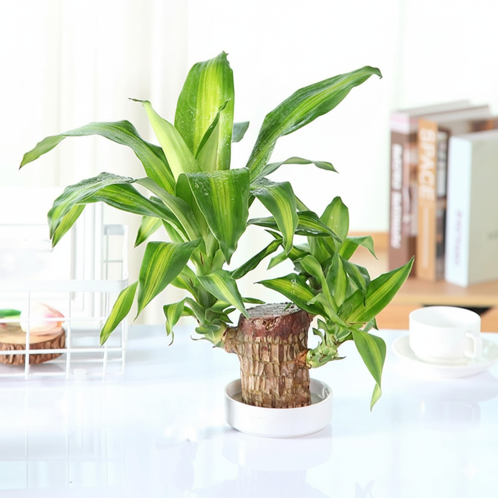 Brazilian Lucky Wood, Mini Home Plant Decorations