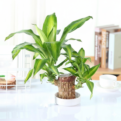 Brazilian Lucky Wood, Mini Home Plant Decorations