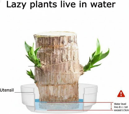 Brazilian Lucky Wood, Mini Home Plant Decorations