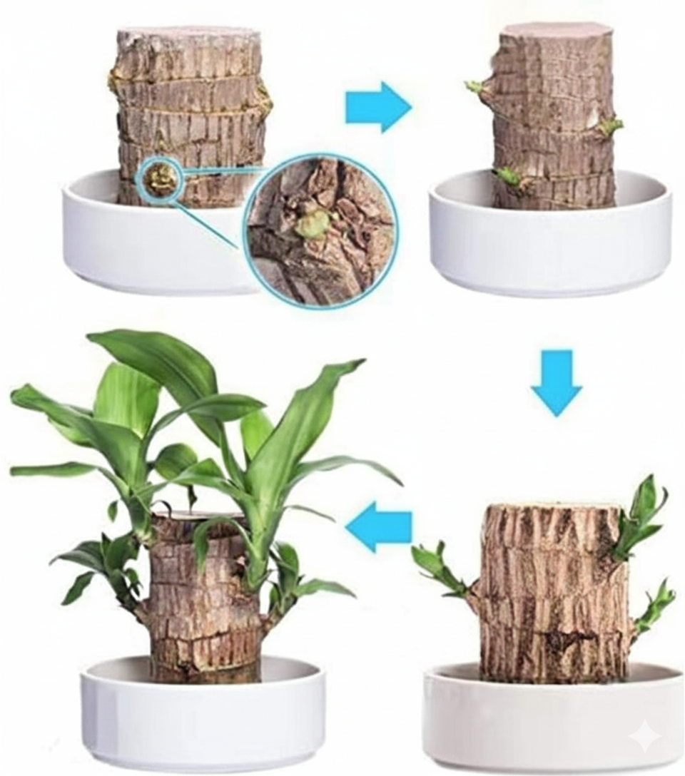 Brazilian Lucky Wood, Mini Home Plant Decorations