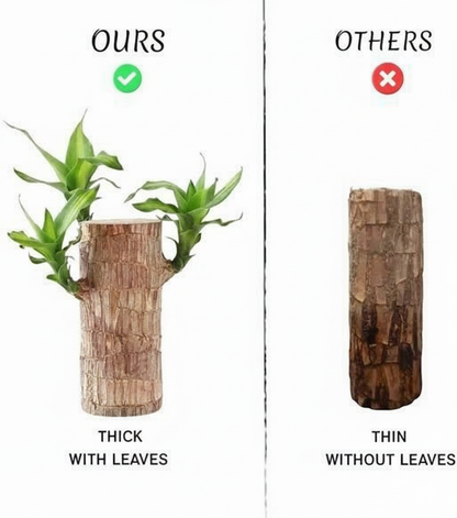 Brazilian Lucky Wood, Mini Home Plant Decorations